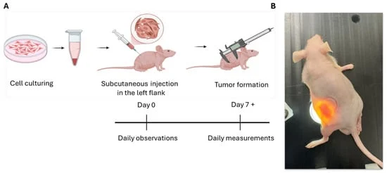 advancing-esophageal-cancer-research-new-insights-into-reproducible-xenograft-models