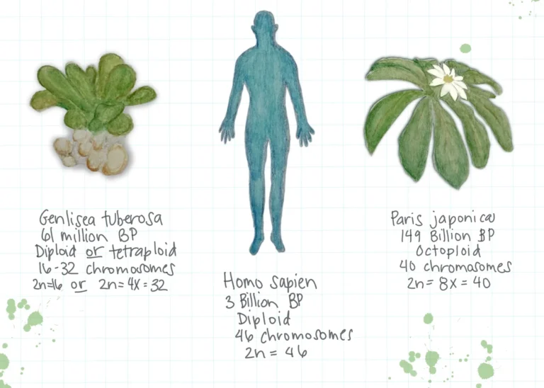 beyond-the-bloom-the-universal-genetic-language-uniting-humans-and-plants