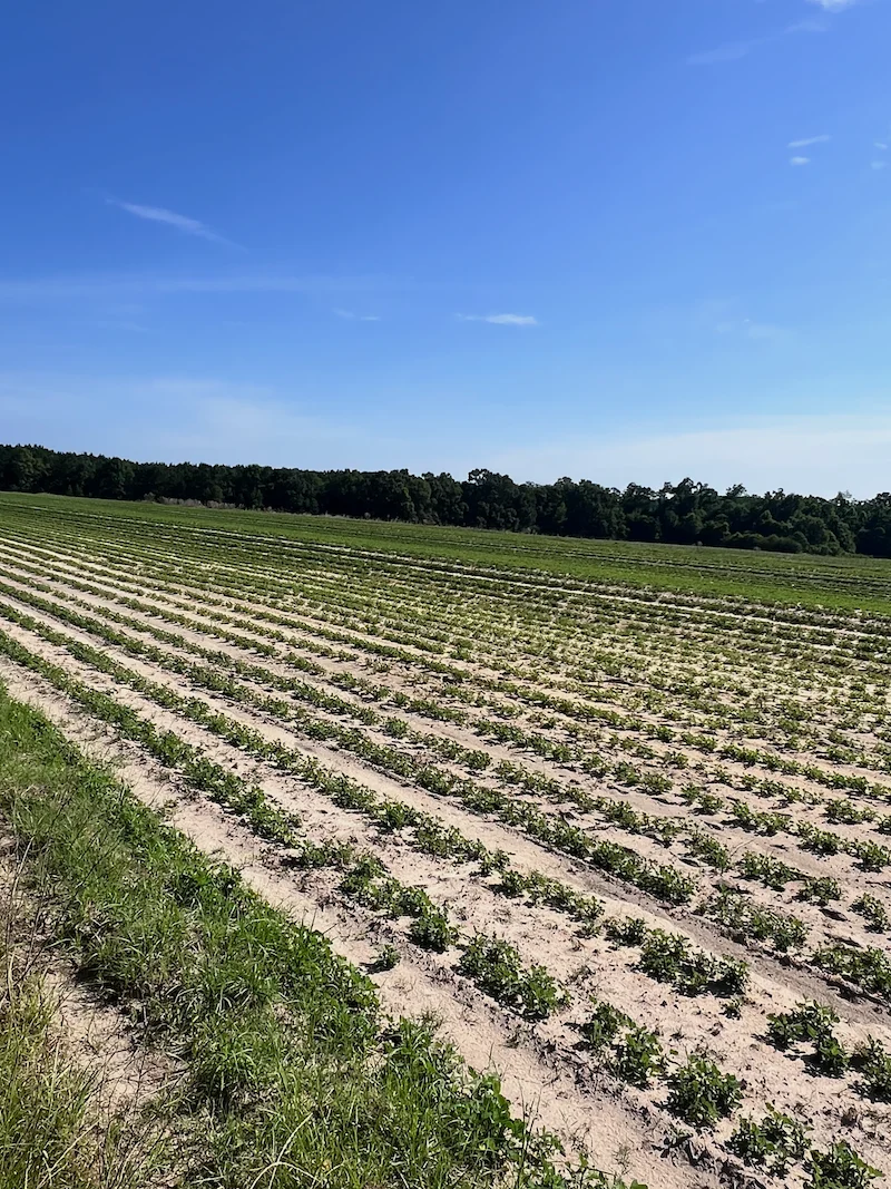 cultivating-the-future-how-genomic-science-is-transforming-the-wiregrass-peanut-industry