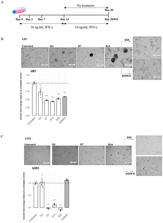 decoding-glioblastomas-resistance-how-chronic-immune-signaling-reshapes-tumor-survival