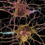 engineering-the-future-of-discovery-the-role-of-the-data-science-platform-dsp-in-the-biomedical-ecosystem