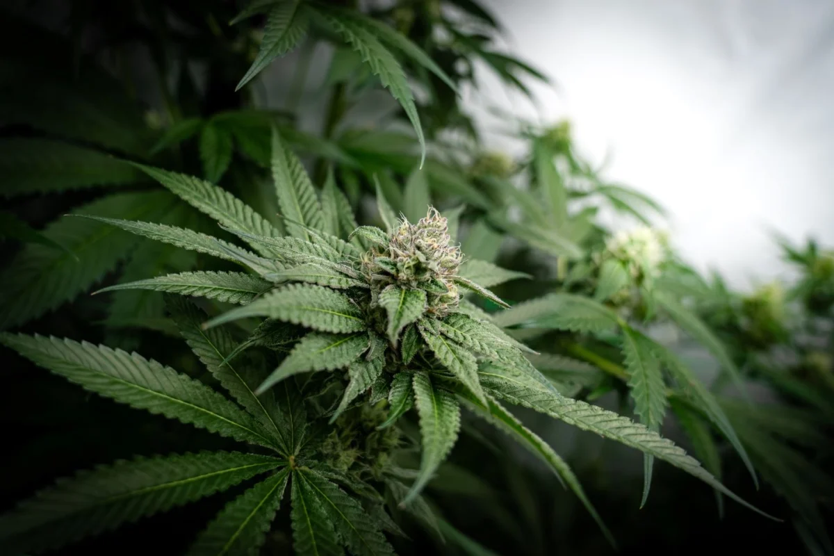 medical-cannabis-in-mental-health-navigating-the-nuances-beyond-stigma-and-enthusiasm