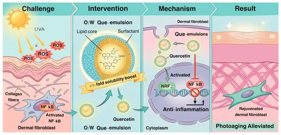 new-frontier-in-dermatology-quercetin-loaded-nano-emulsions-offer-breakthrough-defense-against-chronic-sun-damage