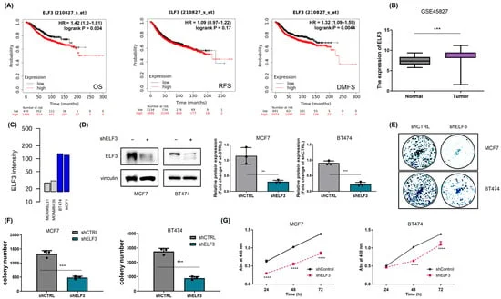 targeting-the-chaperone-client-axis-a-new-frontier-in-breast-cancer-treatment