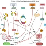 the-double-edged-sword-of-cell-death-unraveling-autophagy-apoptosis-crosstalk-in-cancer-therapeutics