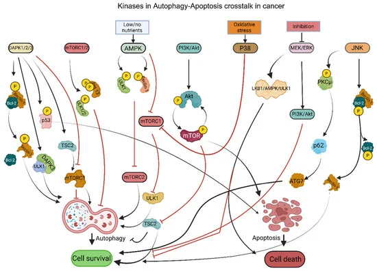 the-double-edged-sword-of-cell-death-unraveling-autophagy-apoptosis-crosstalk-in-cancer-therapeutics