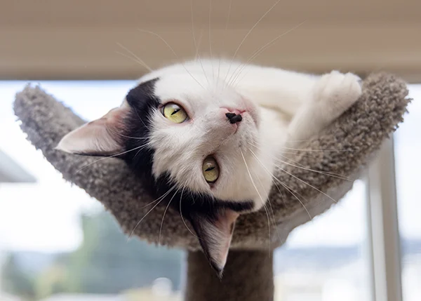 the-feline-faces-of-compassion-meet-the-2023-paws-pet-idols