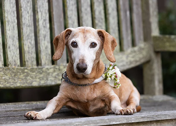 the-heart-of-the-pack-meet-the-paws-pet-idols-championing-resilience-and-compassion