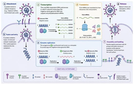 the-hidden-threat-unmasking-human-metapneumovirus-hmpv-as-a-major-respiratory-pathogen