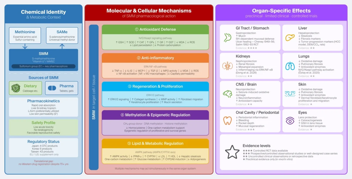 the-resurgence-of-vitamin-u-a-new-look-at-s-methylmethionines-pharmacological-potential