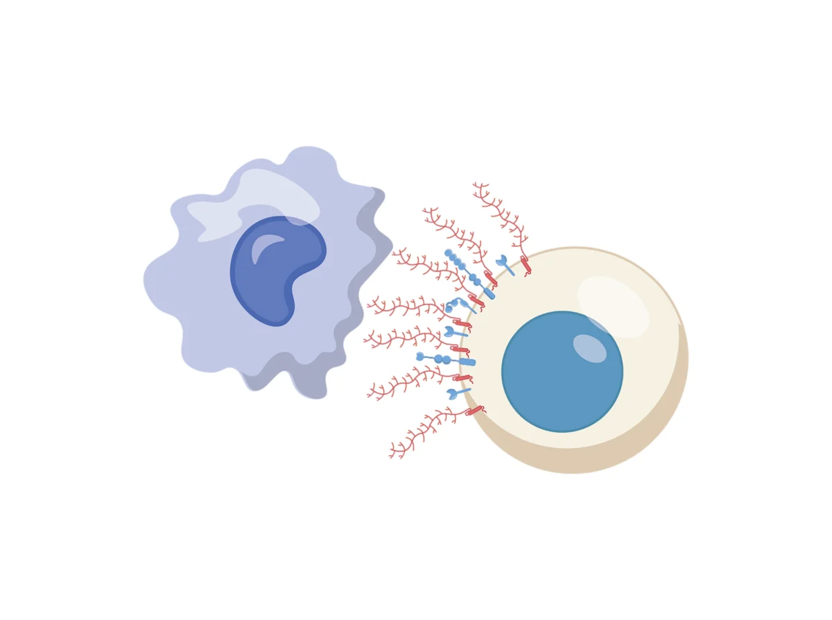 the-sugar-coated-shield-how-leukemia-evades-the-immune-systems-reach