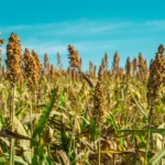 unlocking-the-genetic-blueprint-the-sorghum-pangenome-revolution