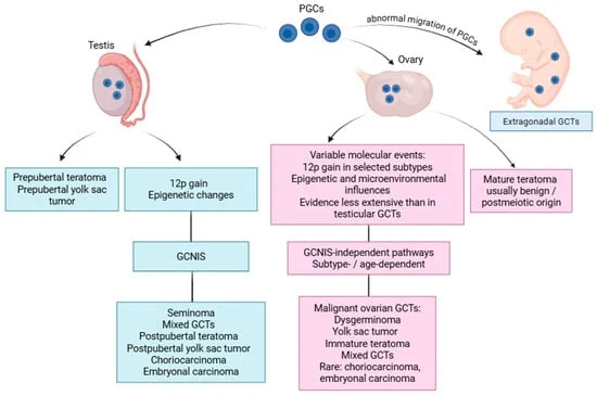 unraveling-the-complexities-of-gonadal-germ-cell-tumors-a-comparative-molecular-deep-dive