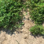 beyond-the-reference-genome-how-hudsonalphas-khufu-is-solving-the-unsolvable-in-plant-breeding