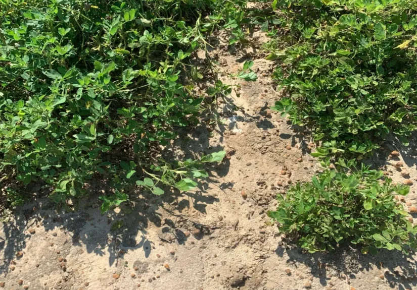 beyond-the-reference-genome-how-hudsonalphas-khufu-is-solving-the-unsolvable-in-plant-breeding