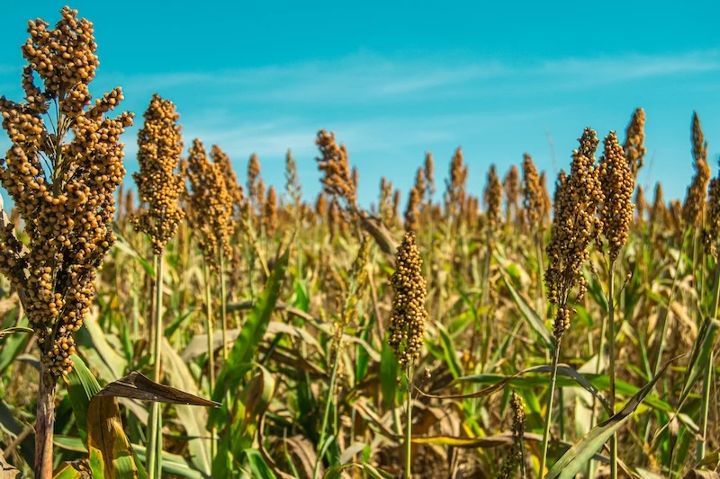 unlocking-the-genetic-blueprint-how-a-new-sorghum-pangenome-is-revolutionizing-global-agriculture