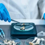 insuring-the-psychedelic-frontier-navigating-the-liability-landscape-of-fda-approved-psilocybin