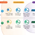 the-evolving-landscape-of-hr-positive-breast-cancer-science-treatment-and-the-path-to-long-term-survivorship