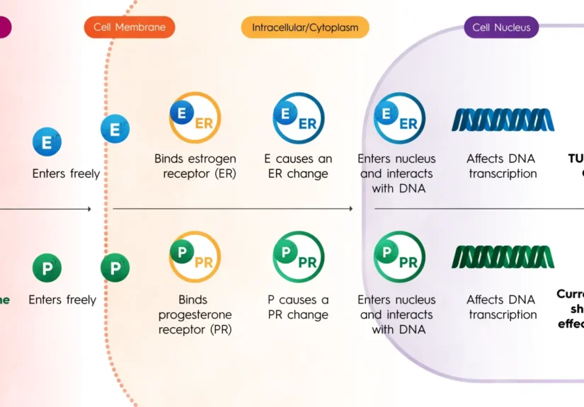 the-evolving-landscape-of-hr-positive-breast-cancer-science-treatment-and-the-path-to-long-term-survivorship