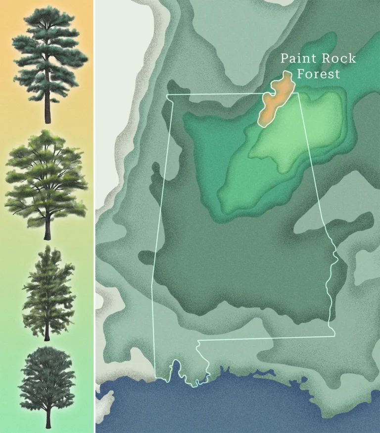 decoding-the-canopy-how-genomics-is-rewriting-the-future-of-forest-resilience