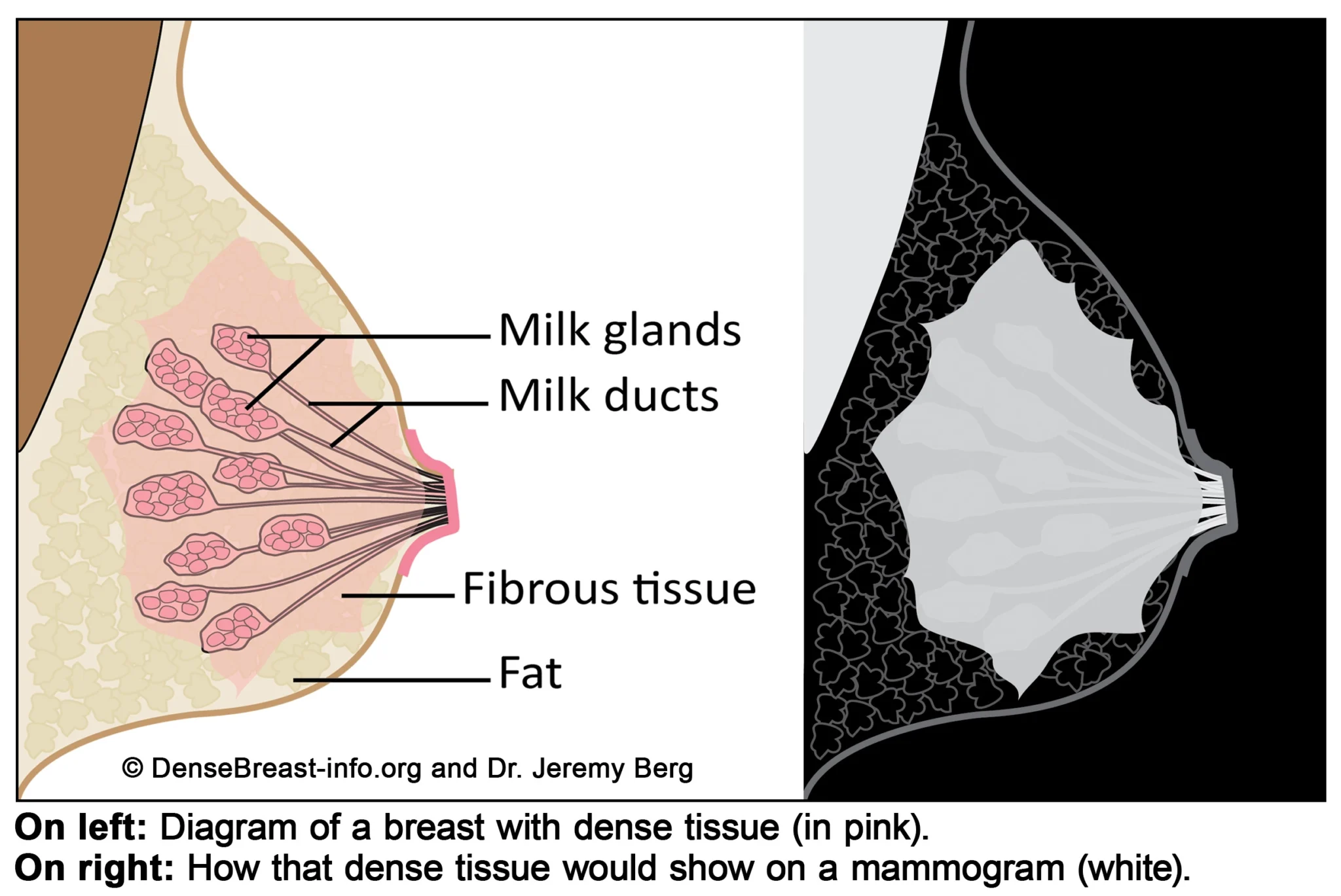 the-blueprint-of-breast-health-a-comprehensive-guide-to-anatomy-lifecycles-and-clinical-implications