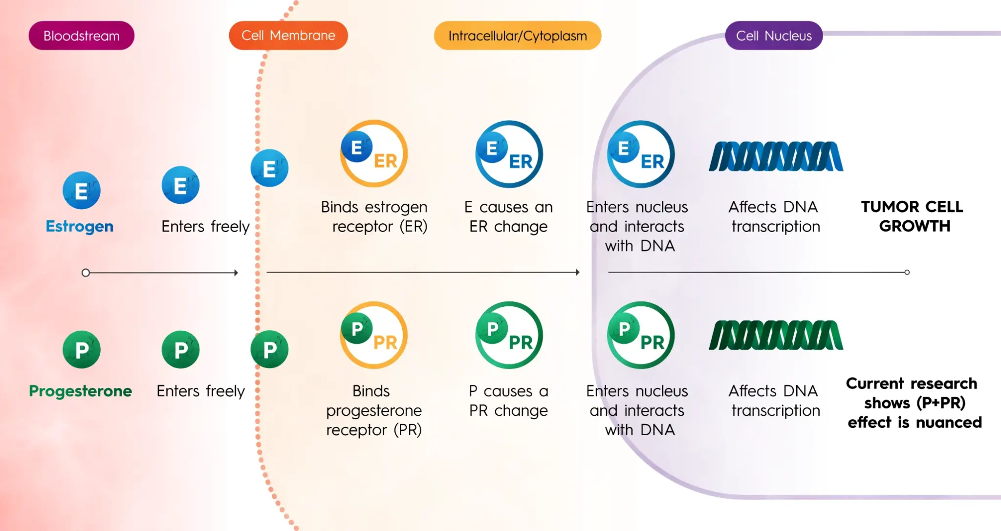 the-changing-landscape-of-hr-positive-breast-cancer-innovation-endurance-and-the-path-to-precision