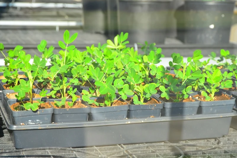 the-golden-legume-how-the-peanut-became-the-economic-heartbeat-of-the-wiregrass