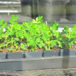 the-golden-legume-how-the-peanut-sustains-the-wiregrass-economy