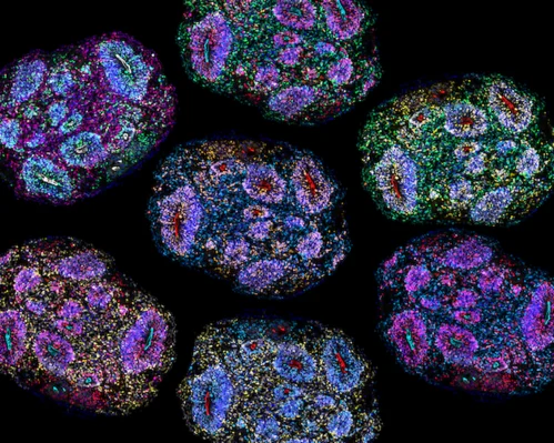the-molecular-legacy-of-hardship-deciphering-how-adversity-rewrites-our-biology