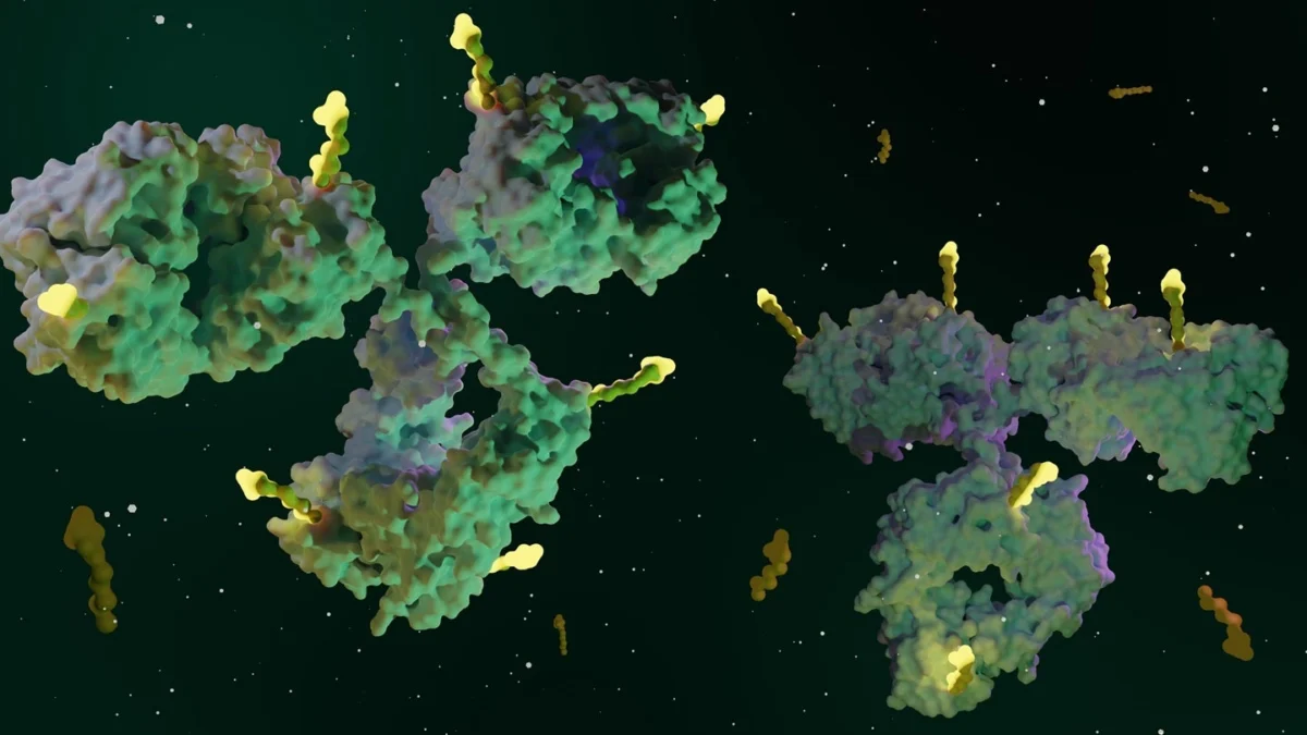 akesos-innovative-bispecific-antibody-drug-conjugate-ak158d1-enters-clinical-trials-targeting-co-expressed-solid-tumors