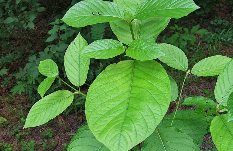dea-imposes-temporary-schedule-i-controls-on-synthetic-kratom-alkaloids-a-regulatory-breakdown