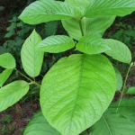 dea-moves-to-tighten-control-temporary-schedule-i-classification-for-synthetic-kratom-alkaloids