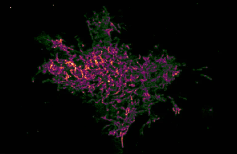 illuminating-the-invisible-how-finici-is-revolutionizing-subcellular-imaging-and-drug-discovery