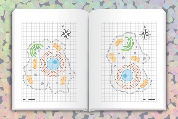 cracking-the-code-scientists-map-the-molecular-shock-absorbers-behind-human-disease