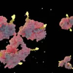 macrogenics-initiates-phase-i-clinical-trial-for-novel-antibody-drug-conjugate-mgc030-in-advanced-solid-tumors