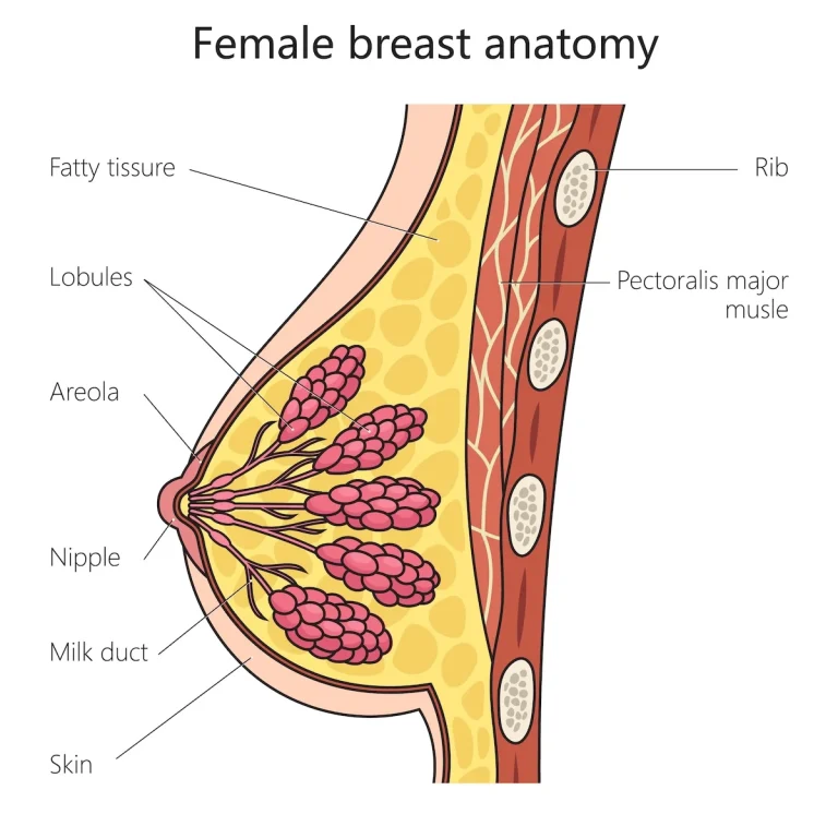 the-hidden-window-of-risk-understanding-postpartum-breast-cancer